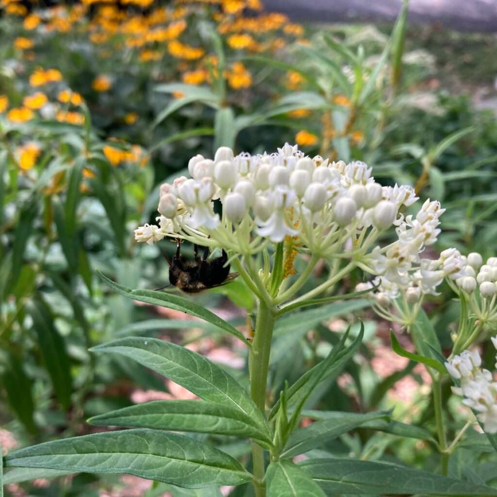 Bee on rose milkweed