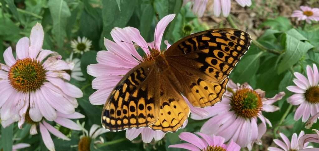 Butterfly resting on coneflowers