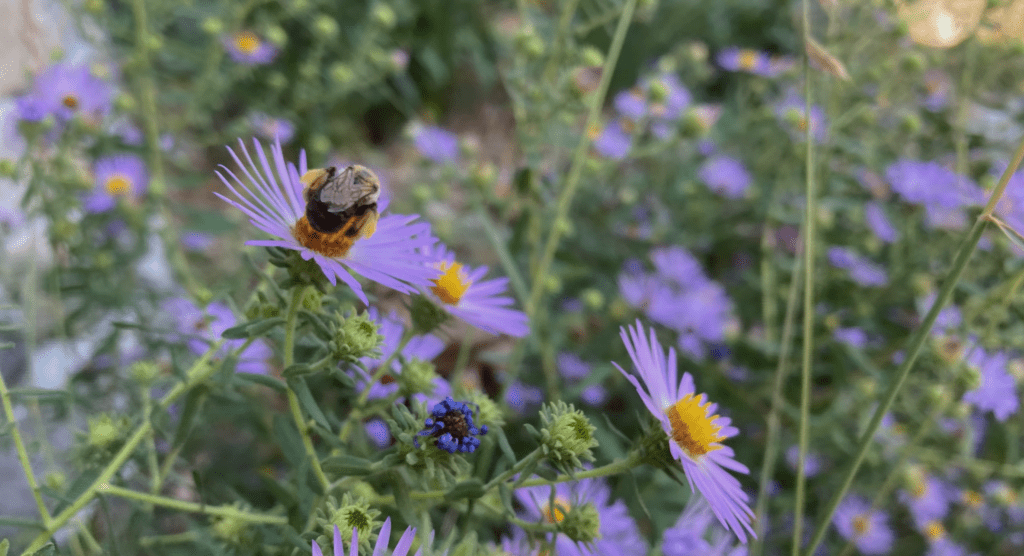 Bumblebee sitting on an aster flower.